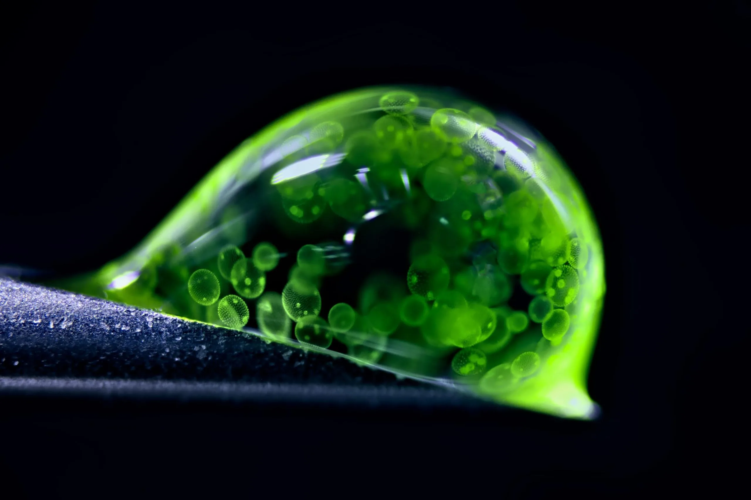 Фіналісти Nikon Photomicrography Competition 2025: краса мікросвіту крізь об'єктив