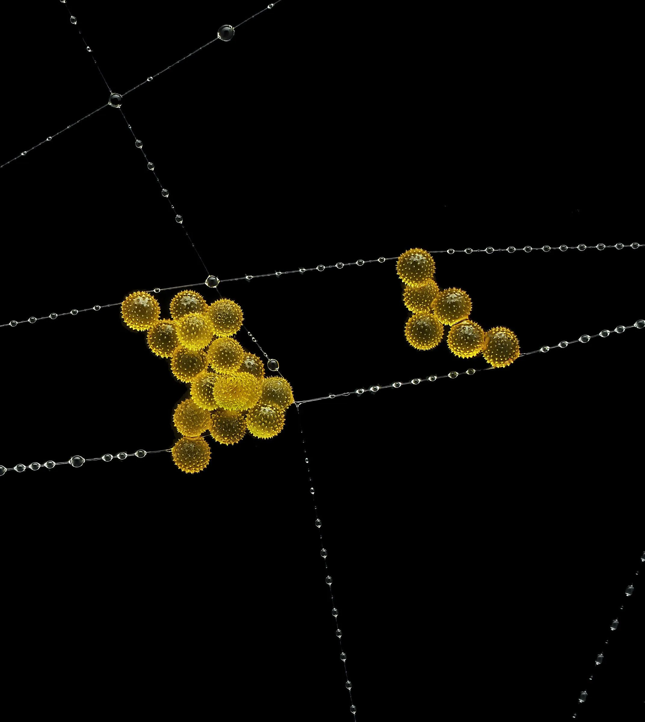 Фіналісти Nikon Photomicrography Competition 2025: краса мікросвіту крізь об'єктив
