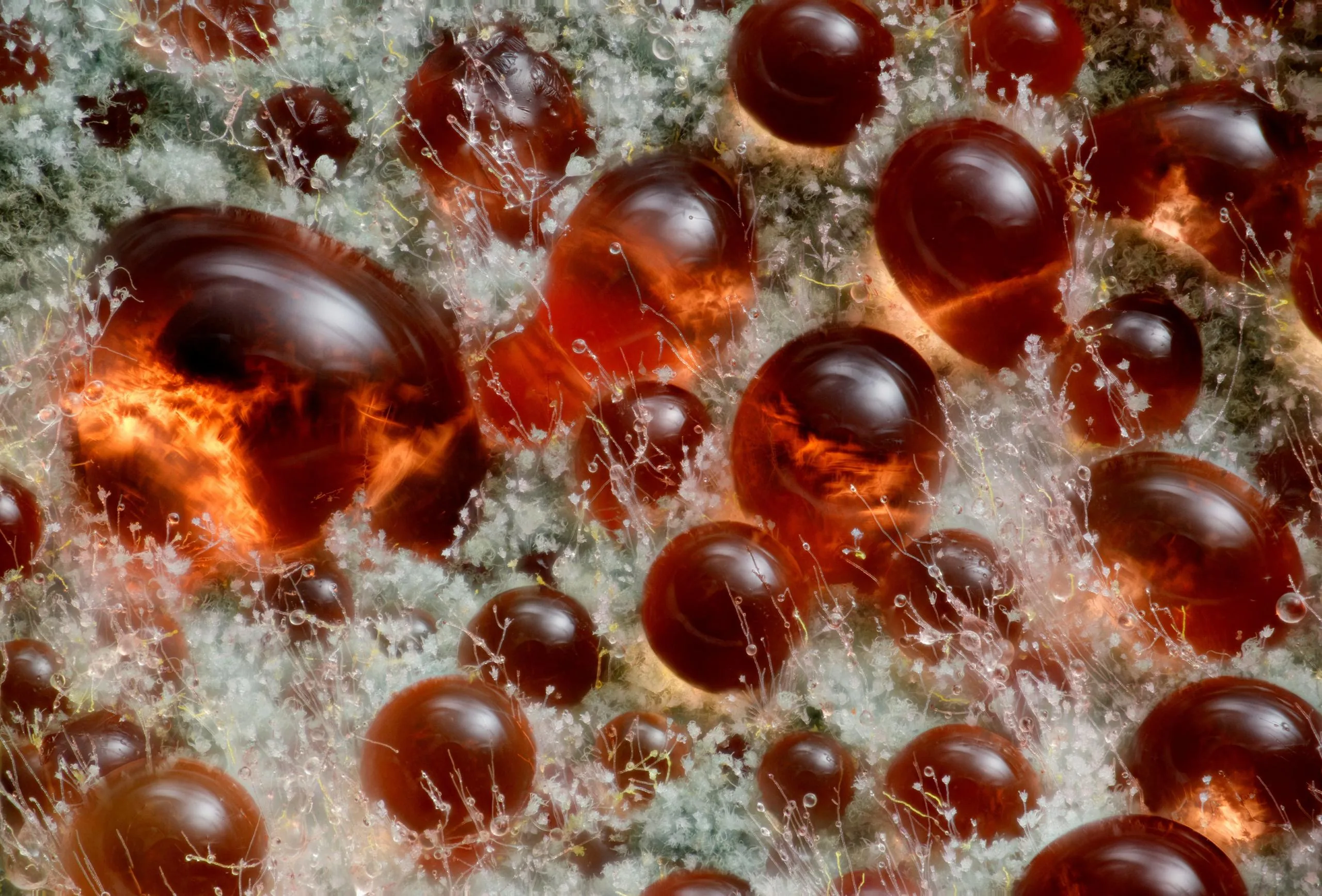 Фіналісти Nikon Photomicrography Competition 2025: краса мікросвіту крізь об'єктив