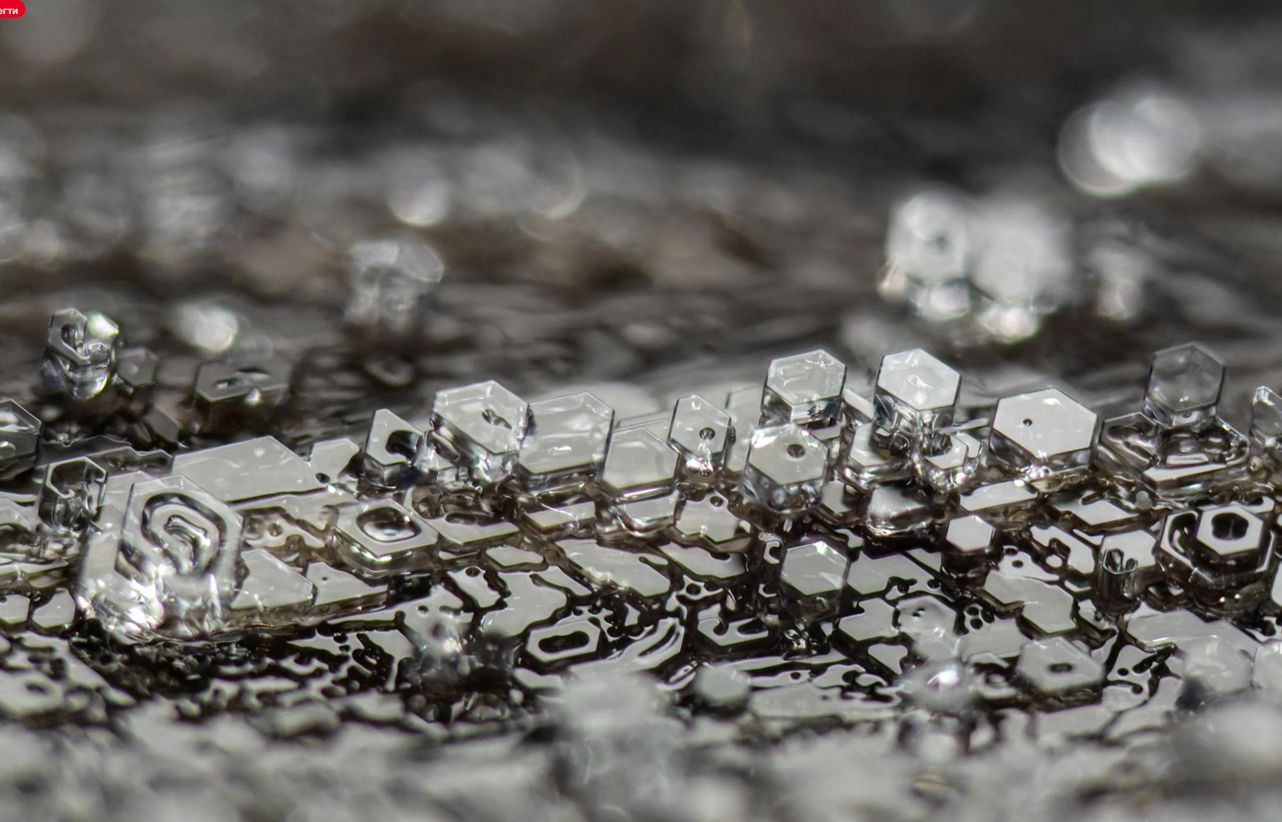 Фіналісти Nikon Photomicrography Competition 2025: краса мікросвіту крізь об'єктив